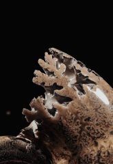 Аммонит Lytoceras sp.