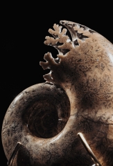 Аммонит Lytoceras sp.