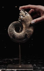 Аммонит Lytoceras sp.