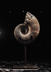 Аммонит Lytoceras sp.