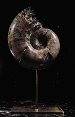 Аммонит Lytoceras sp.