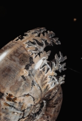 Аммонит Lytoceras sp.