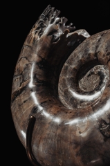 Аммонит Lytoceras sp.