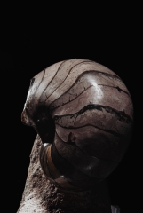 Наутилус Cymatoceras sp.