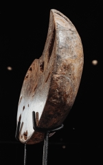 Наутилус Cymatoceras sp.