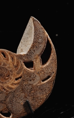 Наутилус Cymatoceras sp.