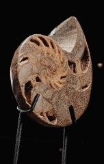 Наутилус Cymatoceras sp.