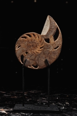 Наутилус Cymatoceras sp.