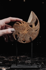 Наутилус Cymatoceras sp.