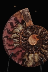 Аммонит Cleoniceras sp.