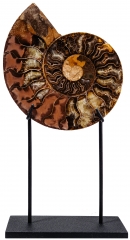 Аммонит Cleoniceras sp.