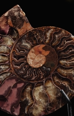 Аммонит Cleoniceras sp.