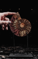 Аммонит Cleoniceras sp.