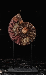 Аммонит Cleoniceras sp.