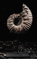 Аммонит Douvilleiceras sp.