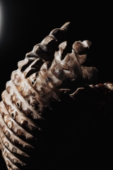 Аммонит Douvilleiceras sp.