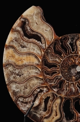 Аммониты Cleoniceras sp.