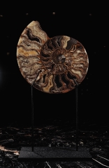 Аммониты Cleoniceras sp.