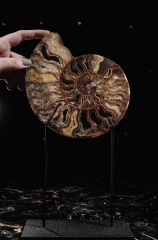 Аммониты Cleoniceras sp.