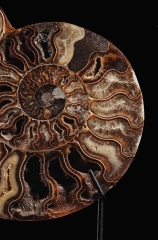 Аммониты Cleoniceras sp.