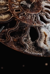 Аммониты Cleoniceras sp.