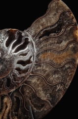 Аммониты Cleoniceras sp.