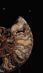 Аммониты Cleoniceras sp.