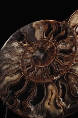 Аммониты Cleoniceras sp.