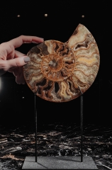 Аммониты Cleoniceras sp.