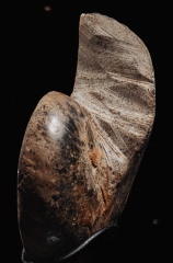 Наутилус Cymatoceras sp.