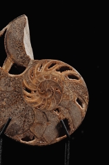 Наутилус Cymatoceras sp.