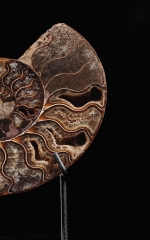 Аммонит Cleoniceras sp.