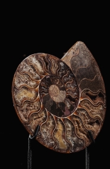 Аммонит Cleoniceras sp.