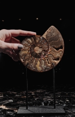 Аммонит Cleoniceras sp.