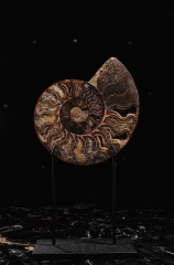 Аммонит Cleoniceras sp.