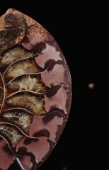 Аммонит Cleoniceras sp.