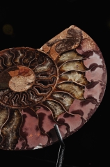 Аммонит Cleoniceras sp.