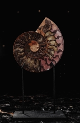 Аммонит Cleoniceras sp.