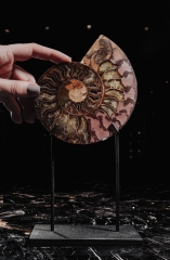 Аммонит Cleoniceras sp.