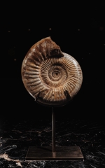 Аммонит Perisphinctes sp.