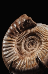 Аммонит Perisphinctes sp.