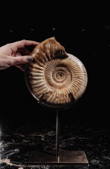 Аммонит Perisphinctes sp.