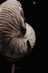 Наутилус Cymatoceras sp.