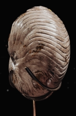 Наутилус Cymatoceras sp.