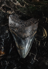 Зуб мегалодона 10 см