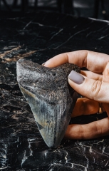 Зуб мегалодона 10 см