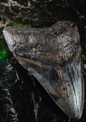 Зуб мегалодона 10 см