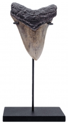 Зуб мегалодона 10,2 см
