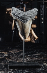 Зуб мегалодона 10,2 см