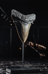 Зуб мегалодона 10,2 см